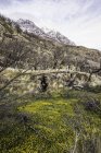 Желтые полевые цветы, растущие на склоне горы, национальный парк Торрес-дель-Пайне, Чили — стоковое фото