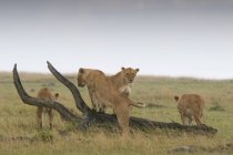 Quattro leonesse che camminano vicino al tronco, Masai Mara National Reserve, Kenya — Foto stock
