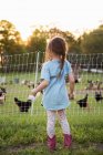 Молодая девушка на ферме, смотрит на кур через проволочный забор, вид сзади — стоковое фото