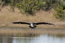 Marabou Stork voando acima da água em Okavango Delta, Botsuana — Fotografia de Stock