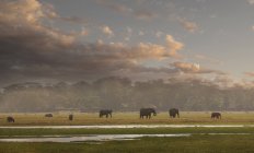 Rebanho de elefantes caminhando sob céu nublado no Parque Nacional Amboseli, Vale do Rift, Quênia — Fotografia de Stock