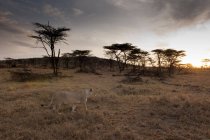 Vue latérale du lion marchant sur l'herbe sèche au coucher du soleil, Masai Mara, Kenya — Photo de stock