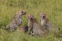 Cheetahs eating Wildebeest on grass, Masai Mara National Reserve, Kenya — Stock Photo