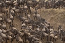 Vue en angle élevé du troupeau de gnous dans la réserve nationale Masai Mara, Kenya — Photo de stock