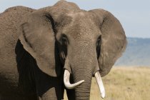 Африканський слон стояв в Масаї Мара Національний заповідник, Кенія — стокове фото