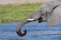 Vista lateral da água potável de elefantes africanos no rio Khwai — Fotografia de Stock