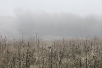Портрет собаки в туманний поле Houghton ле весна, Сандерленд, Великобританія — стокове фото