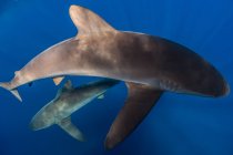 Акулы плавают в море, Сокорро, Нижняя Калифорния — стоковое фото