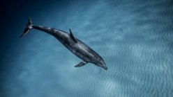 Vista submarina del delfín nariz de botella nadando en el mar azul, Bahamas - foto de stock