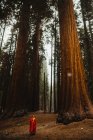 Uomo avvolto in un sacco a pelo rosso che guarda alberi di sequoia giganti, Sequoia National Park, California, USA — Foto stock