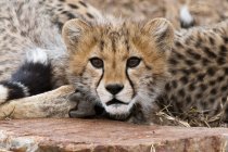 Cute Cheetah cub, Masai Mara National Reserve, Kenya — Stock Photo