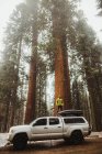 Young man standing on top of car in snowy Sequoia National Park, California, USA — Stock Photo