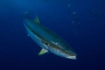 Close-up of Yellowtail, Guadalupe, Mexico — Stock Photo