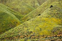 Green hills with yellow californian macpies (Eschscholzia californica), North Elsinore, California, USA — стоковое фото