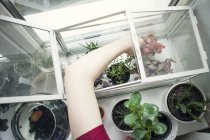 Arm einer jungen Frau entfernt Topfpflanze aus Fenstersims-Terrarium — Stockfoto