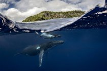 Balena megattera (Megaptera novaeangliae) e vitello nelle acque di Tonga — Foto stock