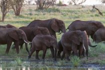 Elephants near waterhole in Lualenyi Game Reserve, Kenya — Stock Photo