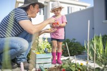 Батько і дочка в саду збирають помідори — стокове фото