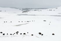 Bison Herd in un campo innevato, Parco Nazionale di Yellowstone, Wyoming, Stati Uniti — Foto stock