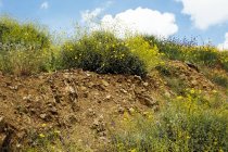 Gelbe kalifornische Mohn wächst auf Buschland, nördlich elsinore, kalifornien, usa — Stockfoto