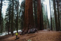 Caminante masculino mirando árboles de secuoya gigantes en el Parque Nacional Sequoia, California, EE.UU. - foto de stock