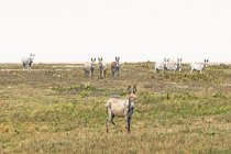 Donkeys in Jericoacoara national park, Ceara, Brazil, South America — Stock Photo