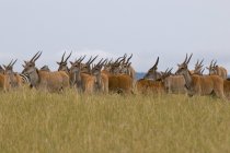 Elands on field in Masai Mara National Reserve, Kenya — Stock Photo
