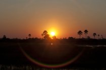 Vue panoramique du lever du soleil, delta de l'Okavango, Botswana — Photo de stock