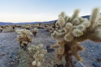Cholla Cactus Garden, Joshua Tree National Park, California, USA — Stock Photo