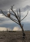 Wild bird sitting on dried tree in Chobe National Park, Botswana — Stock Photo