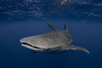 Tiburón ballena en las aguas de Tonga - foto de stock
