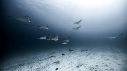 Подводный вид на пятнистые орлиные лучи, плавающие вблизи морского дна, Канкун, Кинтана-Ру, Мексика — стоковое фото