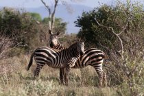 Zwei Zebras, die im Lualenyi-Wildreservat stehen, Kenia — Stockfoto