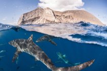 Sharks swimming close to surface of sea, Socorro, Baja California — Stock Photo
