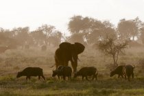 Éléphant et buffles marchant le matin dans la réserve de Lualenyi, Kenya — Photo de stock