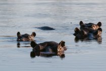 Nilpferde schwimmen im Fluss, Okavango-Delta, Botswana — Stockfoto