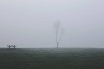 Vista panorâmica da árvore na névoa, Houghton-le-Spring, Sunderland, Reino Unido — Fotografia de Stock