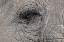 Imagem recortada de olho e pele de elefante em Abu Camp, Okavango Delta, Botsuana — Fotografia de Stock