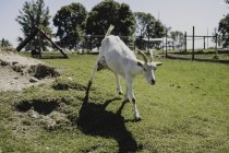 Chèvre marchant dans le paddock — Photo de stock
