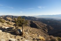 Albero nano, Keys View, Joshua Tree National Park, California, USA — Foto stock