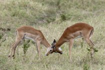 Impalas luchando en la reserva nacional Masai mara, Kenia - foto de stock