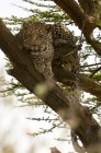 Leopardo sdraiato sull'albero, Masai Mara, Kenya — Foto stock