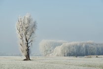 Snow covered tree in a field on a winters day, Den Dool, South Holland, Netherlands — Stock Photo