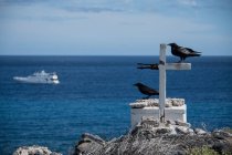 Crows resting by cross on cliffs, Clarion Island, Socorro, Baja California — Stock Photo