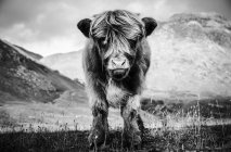Portrait of highland cow calf in rural landscape, B&W — Stock Photo