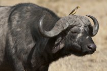 Cape Buffalo with bird on head, Masai Mara, Kenya — Stock Photo