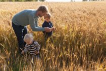Padre e hijos en campo de trigo examinando trigo, Lohja, Finlandia - foto de stock