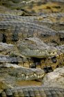 Alligators lying on ground, close up — Stock Photo