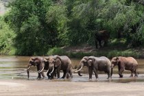 Слони, перетинаючи річку в Тсаво Східний Національний парк, Кенія — стокове фото