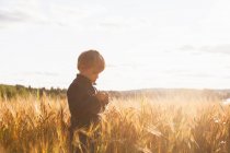 Мальчик на пшеничном поле, изучающий пшеницу, Лохья, Финляндия — стоковое фото